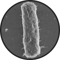 Medium e coli slide1